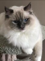 Fritznkitz Day Tripper