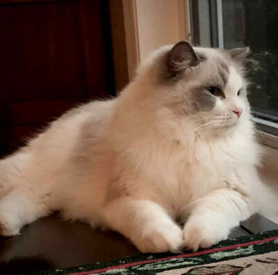 The Spy that loved me